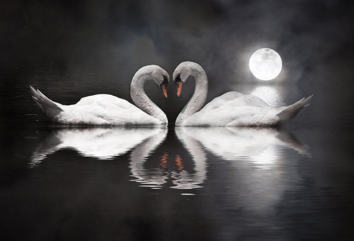 Луна лебединая. Два лебедя. Два лебедя черный и белый. Пара лебедей. Лебедь ночью.