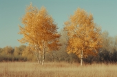 Природа. Две березы