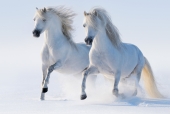 Природа. Животные-Белая двойка лошадей