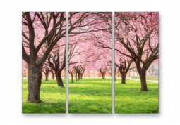 модульная картина Природа. Парк с цветущей сакурой