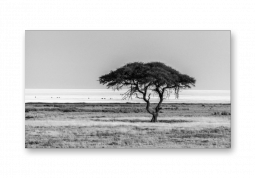 модульная картина Природа. Африканский черно-белый пейзаж