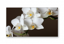 модульная картина Цветы. Орхидеи на коричневом фоне 