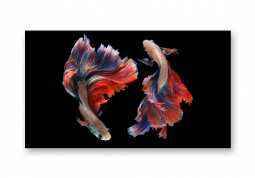 модульная картина Арт Постеры. Танец рыб